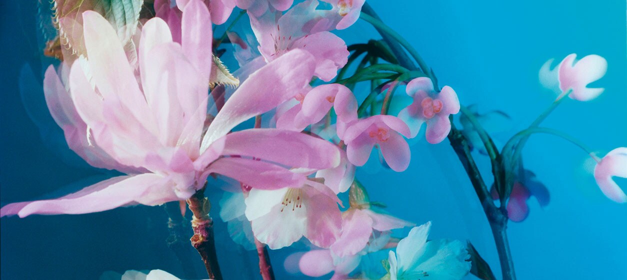 The Blossoms Collection